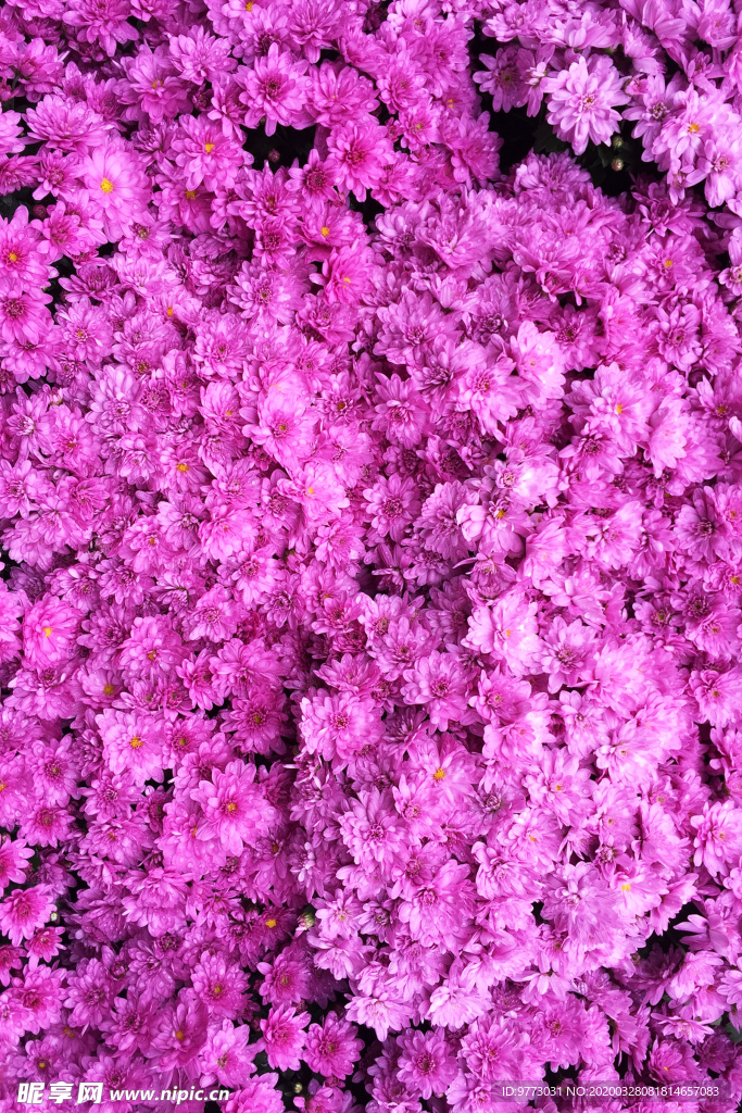 杜鹃花