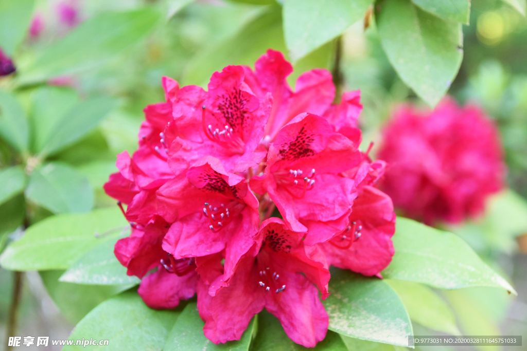 杜鹃花