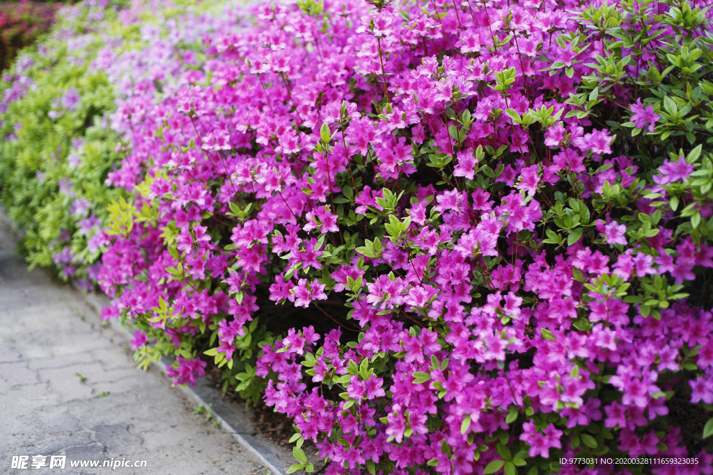 杜鹃花