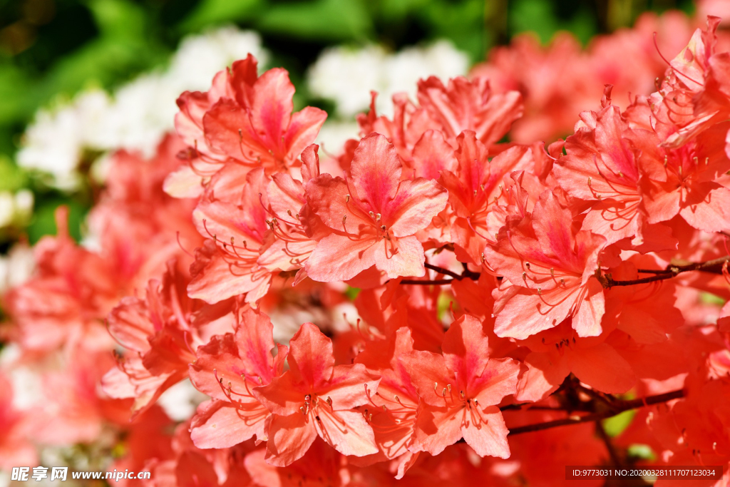 杜鹃花