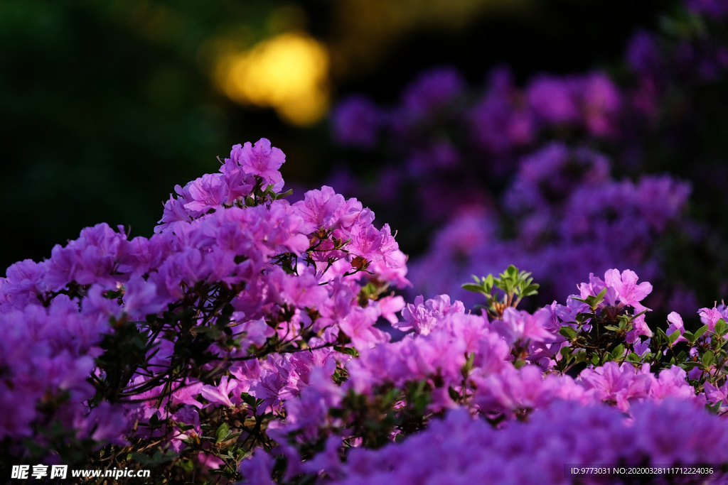 杜鹃花