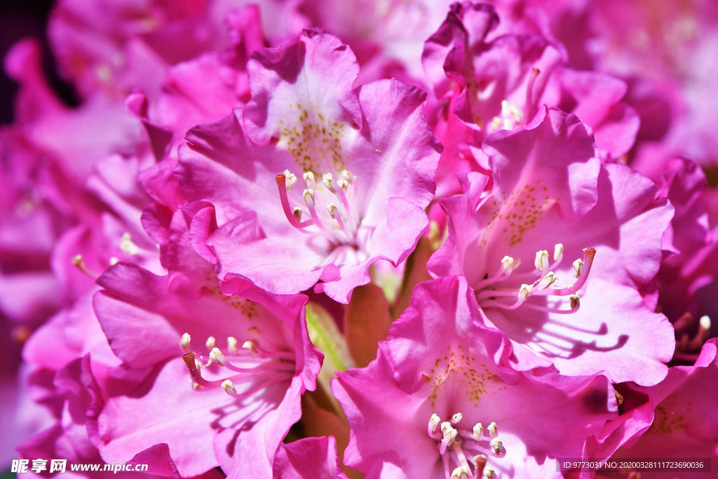 杜鹃花