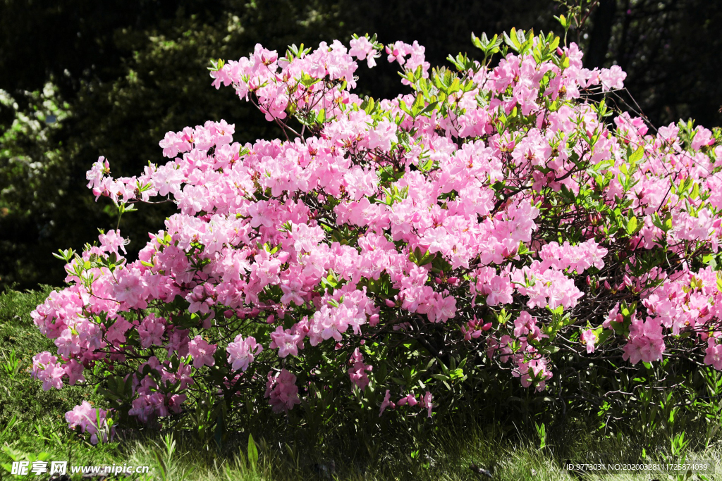 杜鹃花