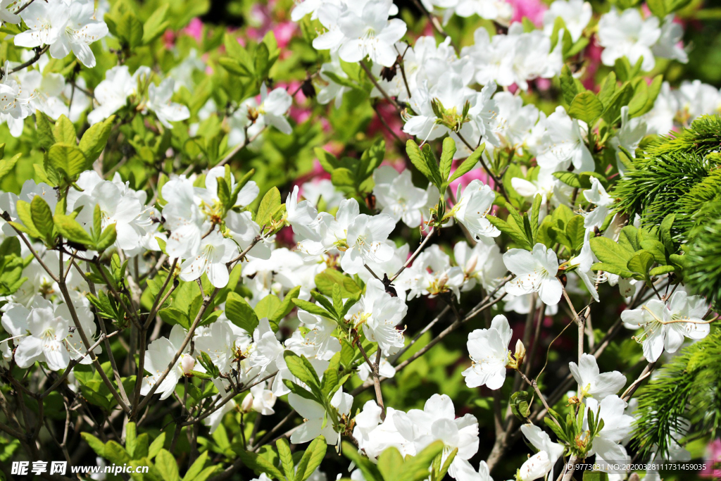杜鹃花