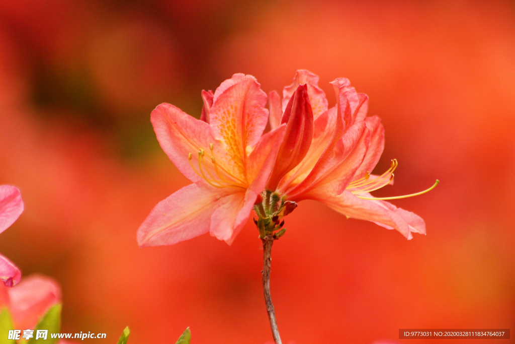 杜鹃花