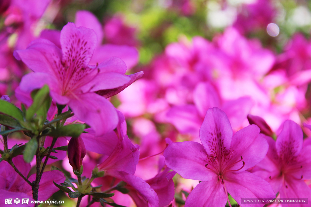 杜鹃花