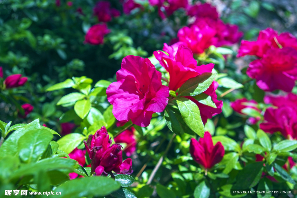 杜鹃花
