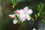 杜鹃花