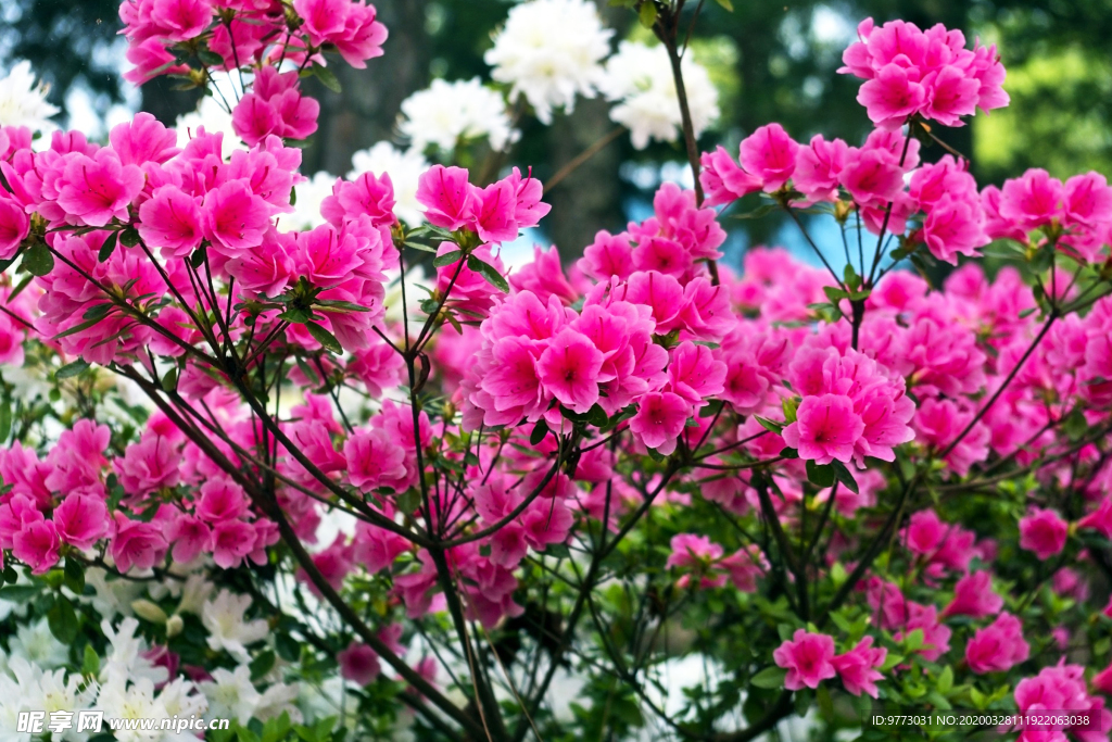 杜鹃花