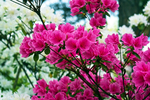 杜鹃花