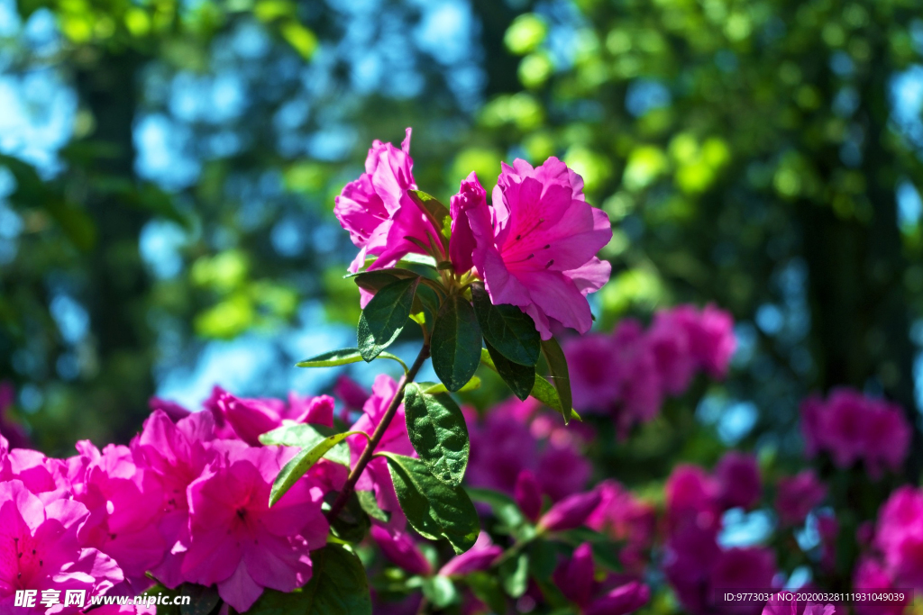 杜鹃花