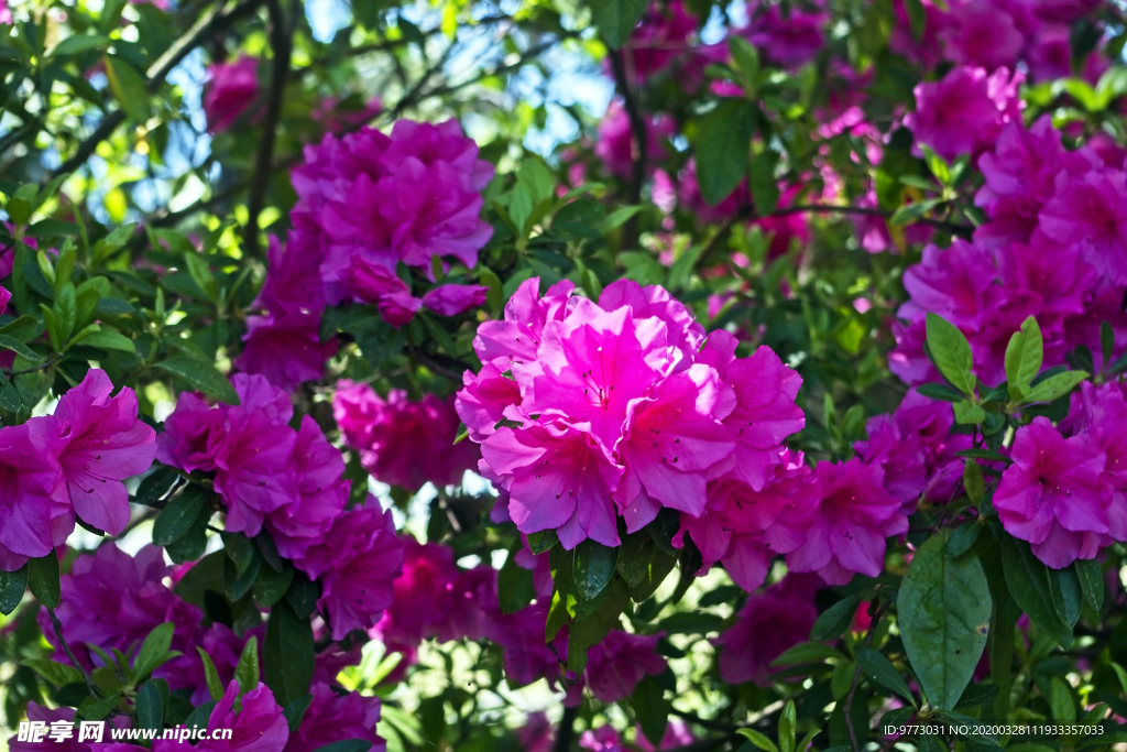 杜鹃花