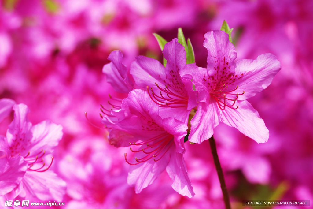 杜鹃花