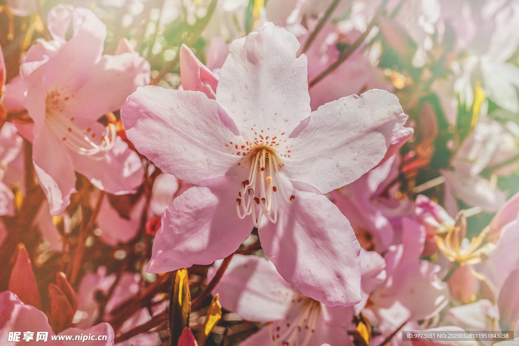 杜鹃花