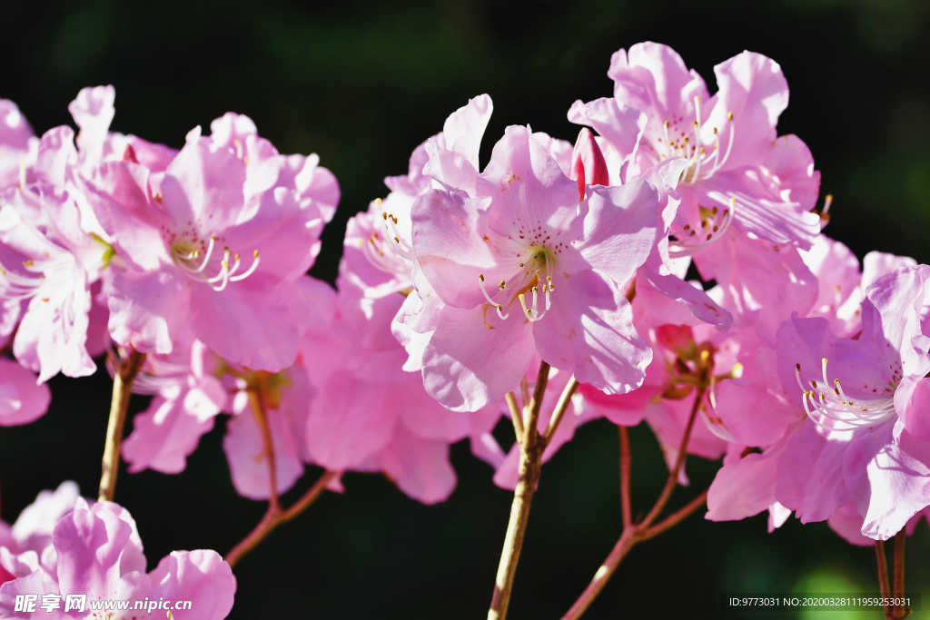 杜鹃花