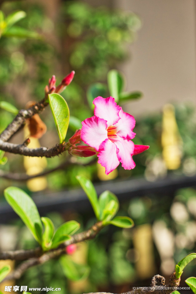 杜鹃花