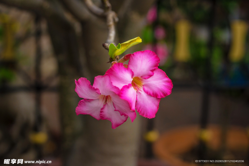 杜鹃花