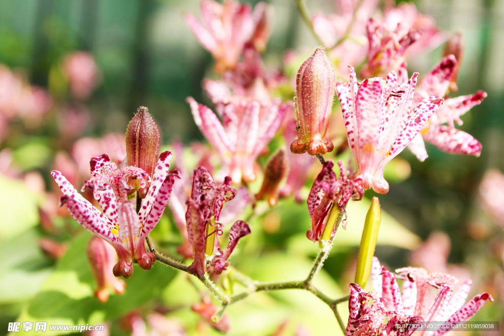 杜鹃花