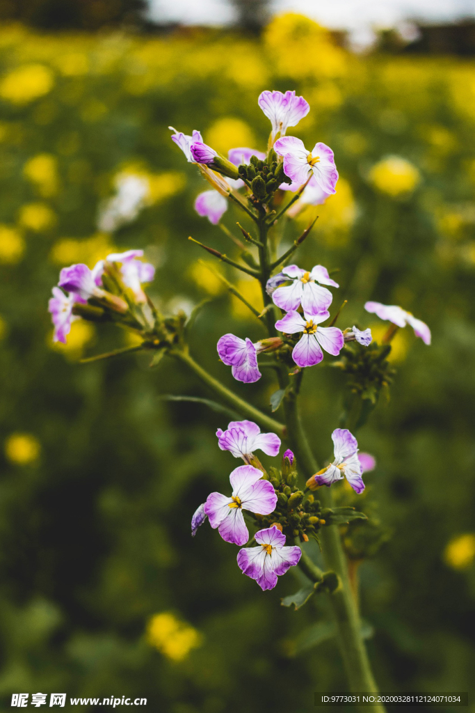 杜鹃花