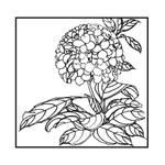 绣球花