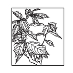 虾衣花