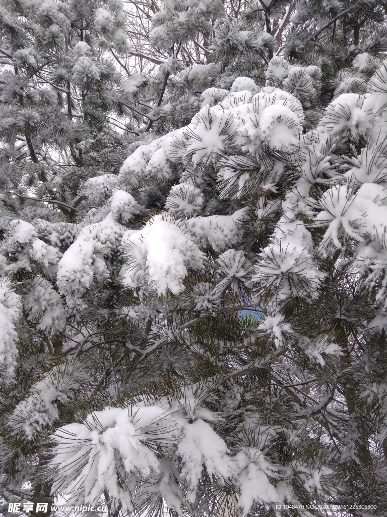 大雪压青松