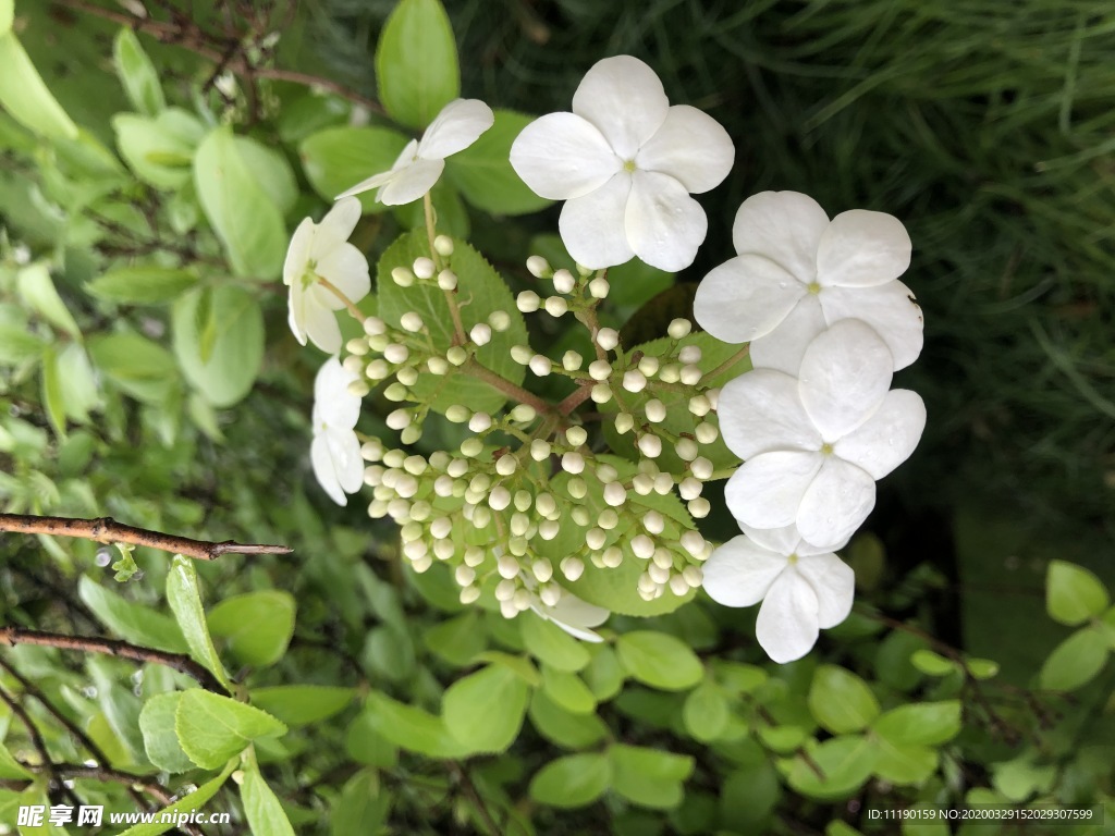 白色伞状形花蕾