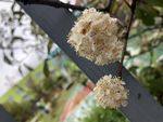 石楠花