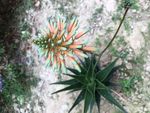 芦荟花