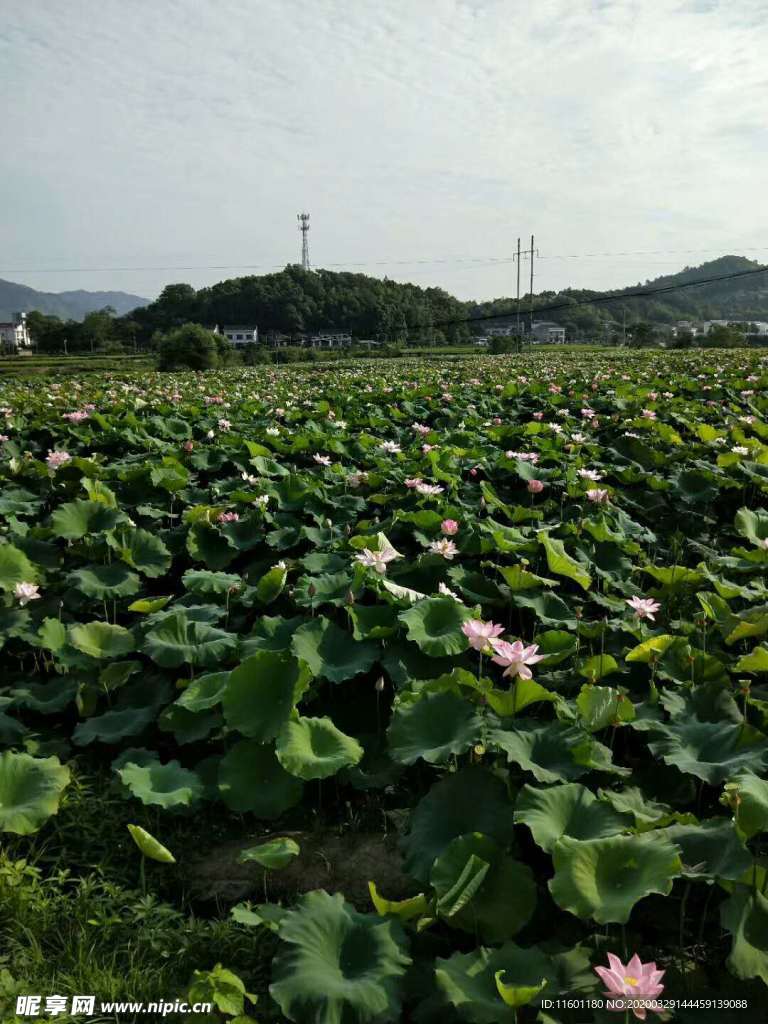 夏雨荷