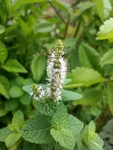 白色花朵植物草地背景