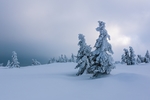 大雪天空风景松树阳光