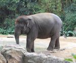 高清动物园大象
