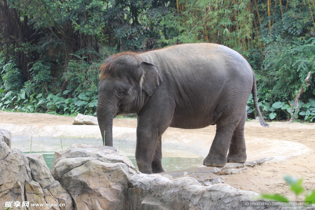 高清动物园大象