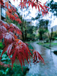 雨中的红枫
