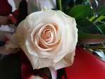 玫瑰花