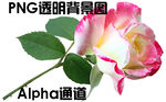 玫瑰花