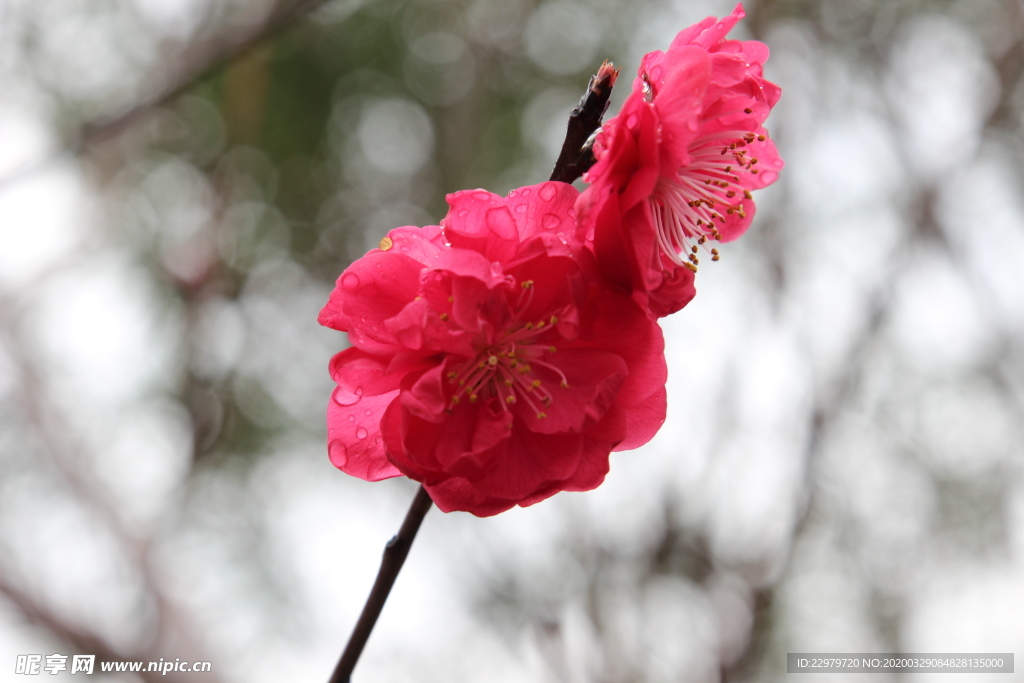 春色 梅花  桃花