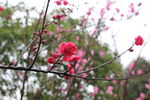 春色 梅花  桃花