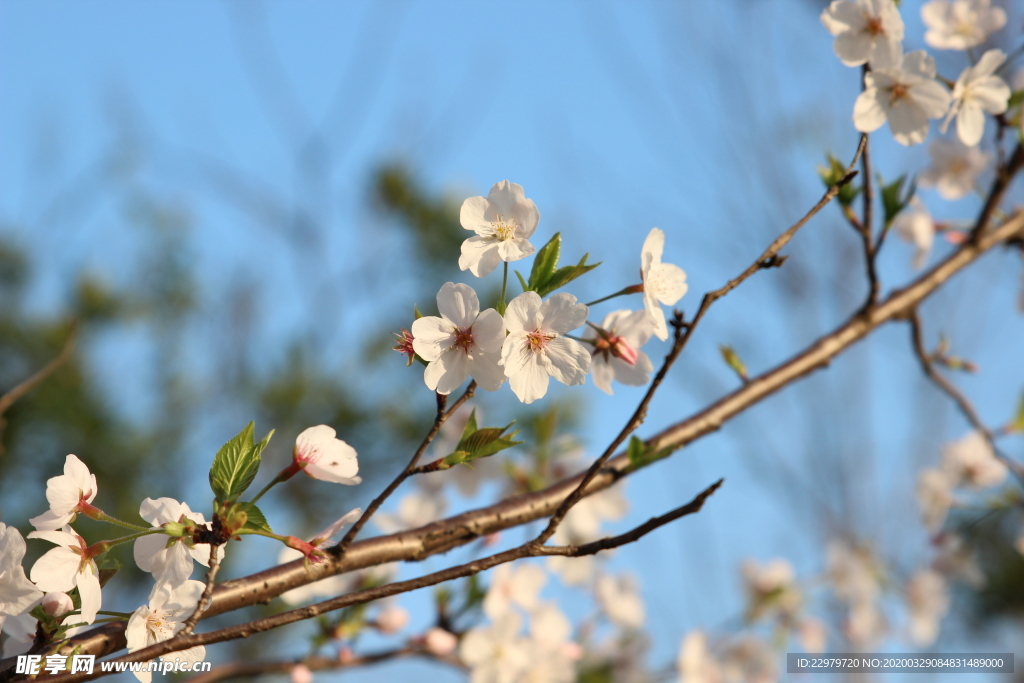 春色 梨花 春天景色