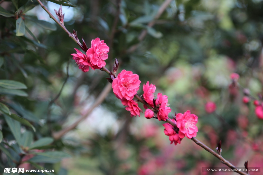 春色 梅花  桃花