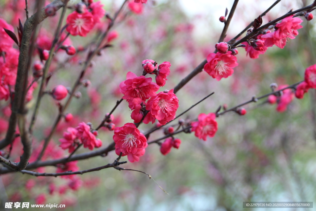 春色 梅花  桃花