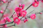 梅花 春色 桃花 春天景色
