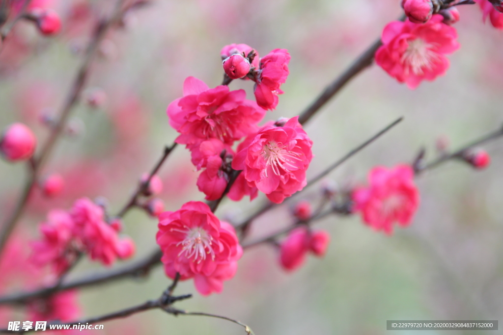 梅花 春色 桃花 春天景色