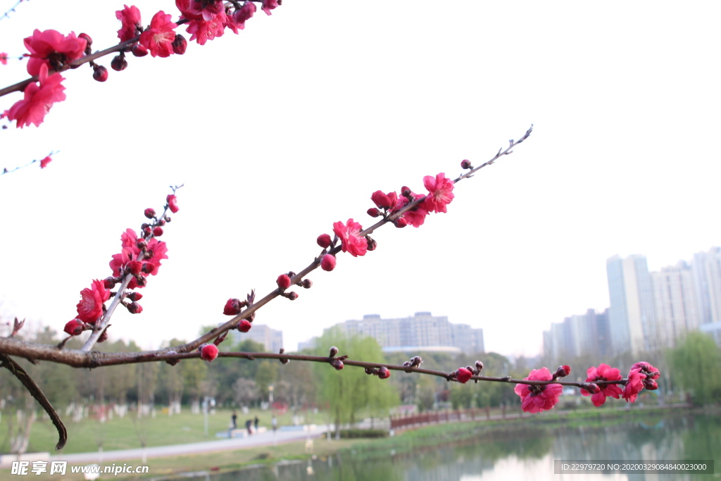 春色 桃花 春天景色 实拍图