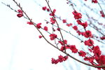 春天 桃花 梅花 红色桃花