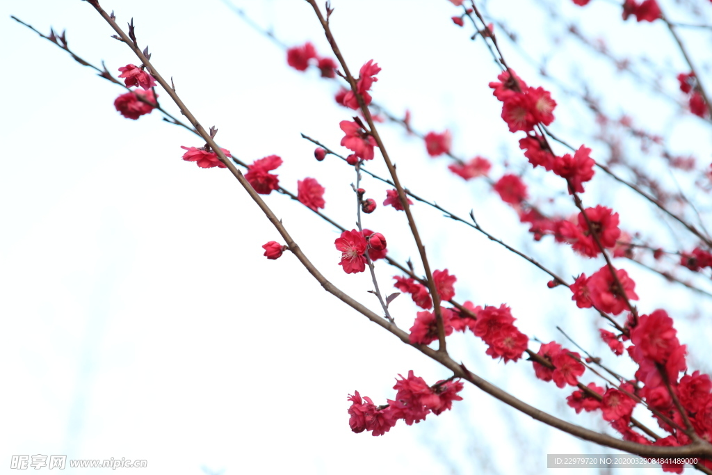 春天 桃花 梅花 红色桃花