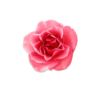 玫瑰花装饰素材
