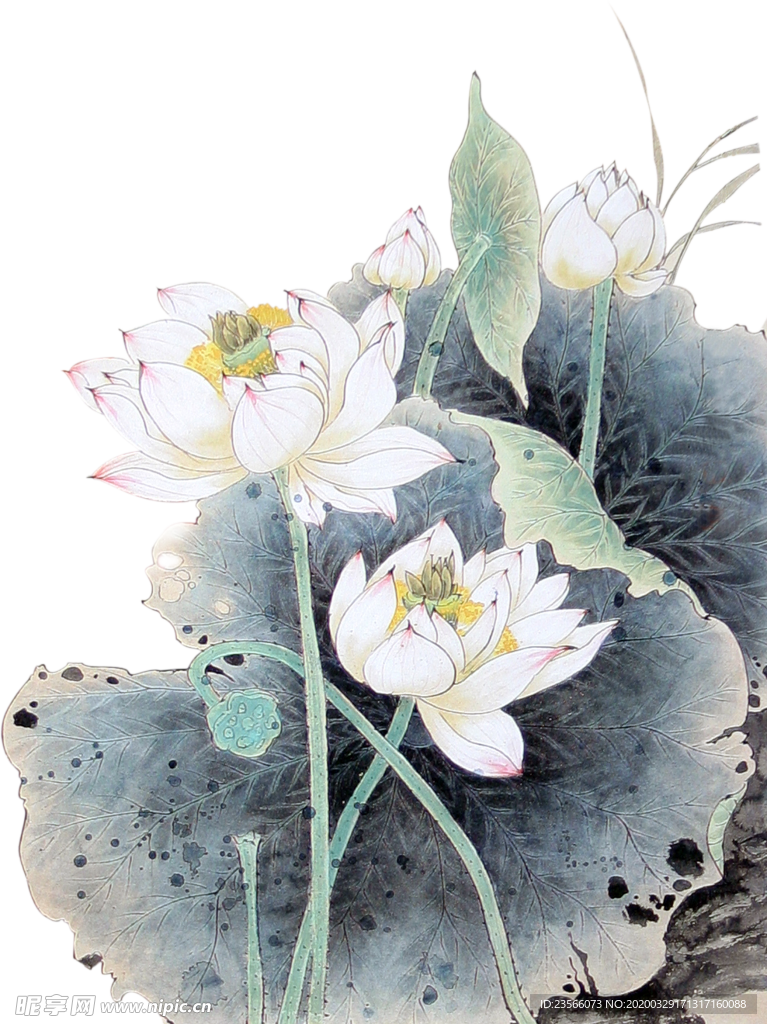 中国风荷叶荷花绘画