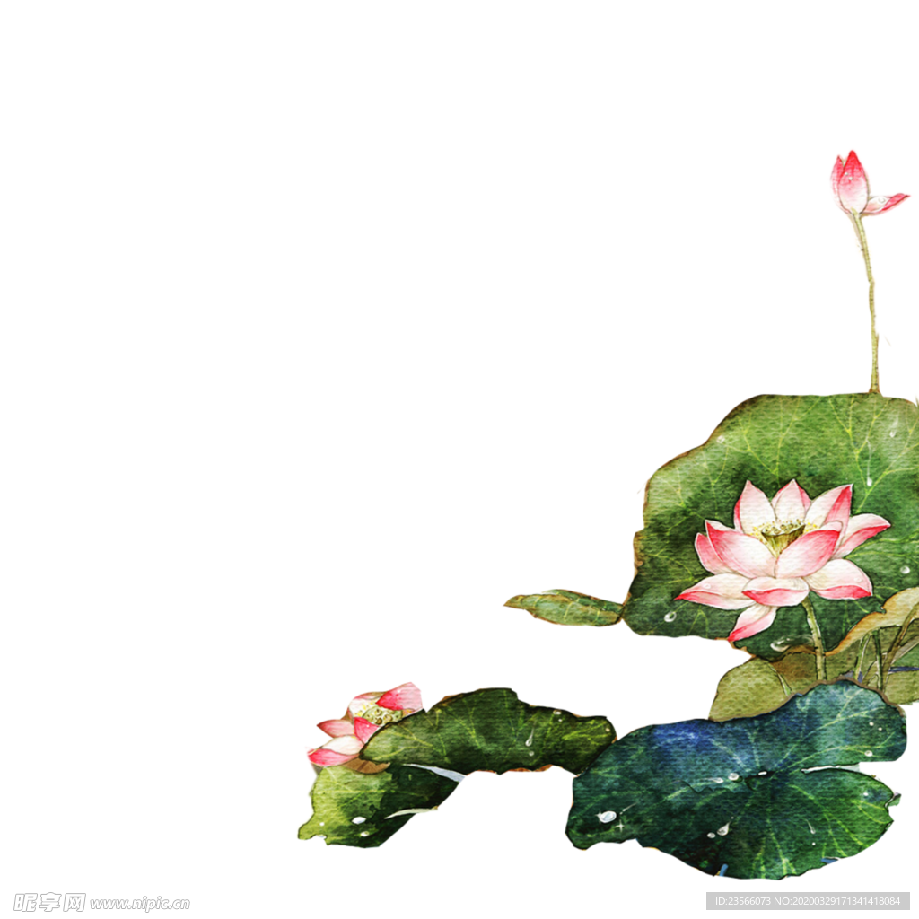 中国风荷叶荷花绘画